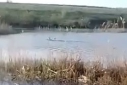 Рыбаки недалеко от Пичаева сфотографировали Несси