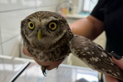 В Мичуринске специалисты спасают травмированного домового сыча
