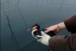 Охотинспекторы в Знаменском районе спасли запутавшуюся в сетях птицу