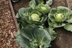 В тамбовских детсадах на зиму заготовят больше 17 тысяч килограммов капусты