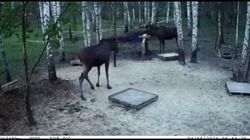В Моршанском округе в зоне покоя лоси пришли к солонцам