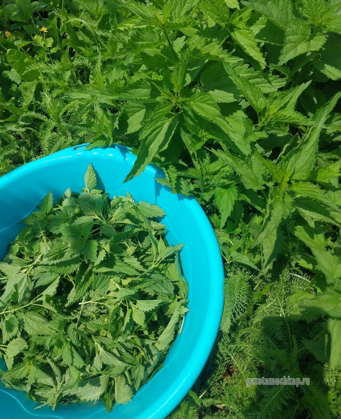 Варенье из крапивы готовит жительница Мучкапа