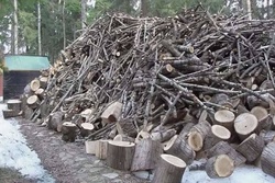 Житель Никифоровского район арестован за вырубку дубов на 6 млн рублей