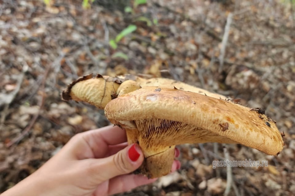 На тихую охоту вышли мучкапцы