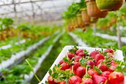 Тамбовские аграрии обсудили со специалистами вопросы страхования рисков производства ягод в России