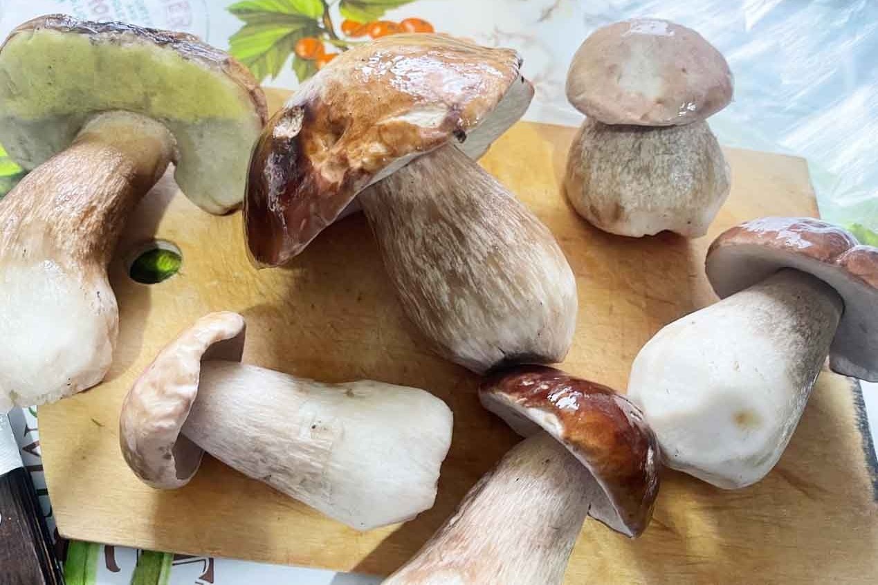 У сосновцев идёт сезон заготовки белых грибов