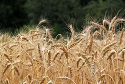 В Тамбовской области приступили к уборке яровой пшеницы