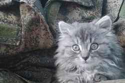 Кирсановский военнослужащий вернулся из зоны СВО с котенком