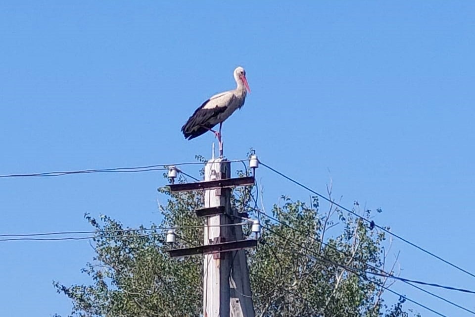 абдрахманово аист