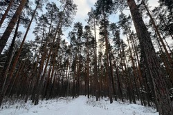 В тамбовских лесах в 2026 году проведут санитарные рубки на 2,4 тысячи гектарах