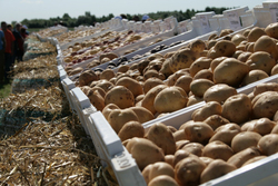 Тамбовский картофель планируют продвигать в торговые сети