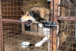 В Воронежской области почти вдвое снизилась заболеваемость бешенством