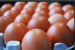 В Тамбовском районе построят птицефабрику производительностью 110 млн яиц в год