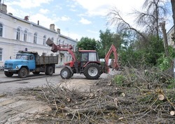 В областном центре ликвидируют аварийные деревья