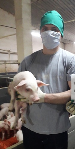 Тамбовская область будет развивать животноводство в сотрудничестве с Национальным союзом свиноводов 