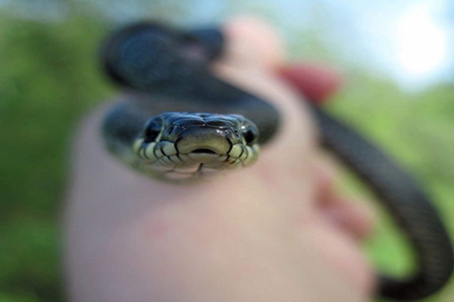 Змея кусающая себя. Укус ядовитой змеи фото. ЗВЕБКА улыбается сеймечто змей.