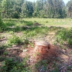 За вырубку леса на 11 млн рублей осуждён житель Бондарского округа 