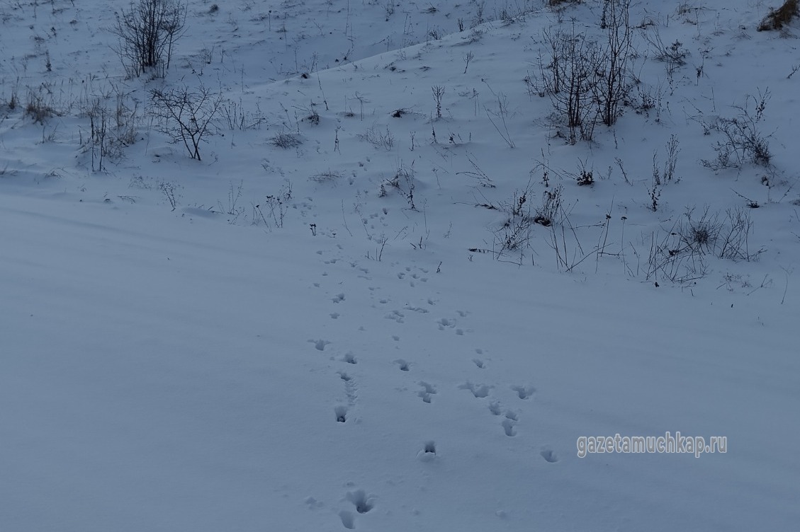 Следы косули