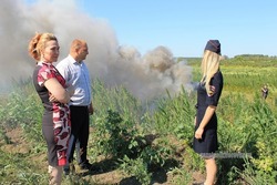 Три тонны наркосодержащей травы скосили на полях Никифоровского сахзавода