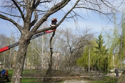 В Тамбове в этом году планируют спилить около 4 тысяч аварийных деревьев