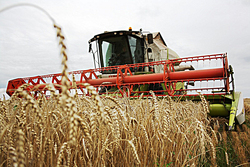 Урожай-2019: тамбовские хлеборобы собрали 3 млн. тонн зерна и более 2 млн. тонн сахарной свёклы