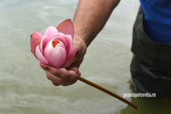 Пожарный из Петровского района выращивает в пруду кувшинки