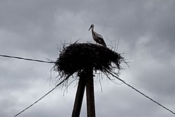 В мучкапское село вернулись аисты 