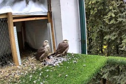Редкие соколы-балобаны вернулись в дикую природу Тамбовской области
