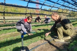 В Пичаевском округе высадили 50 гектаров молодого леса