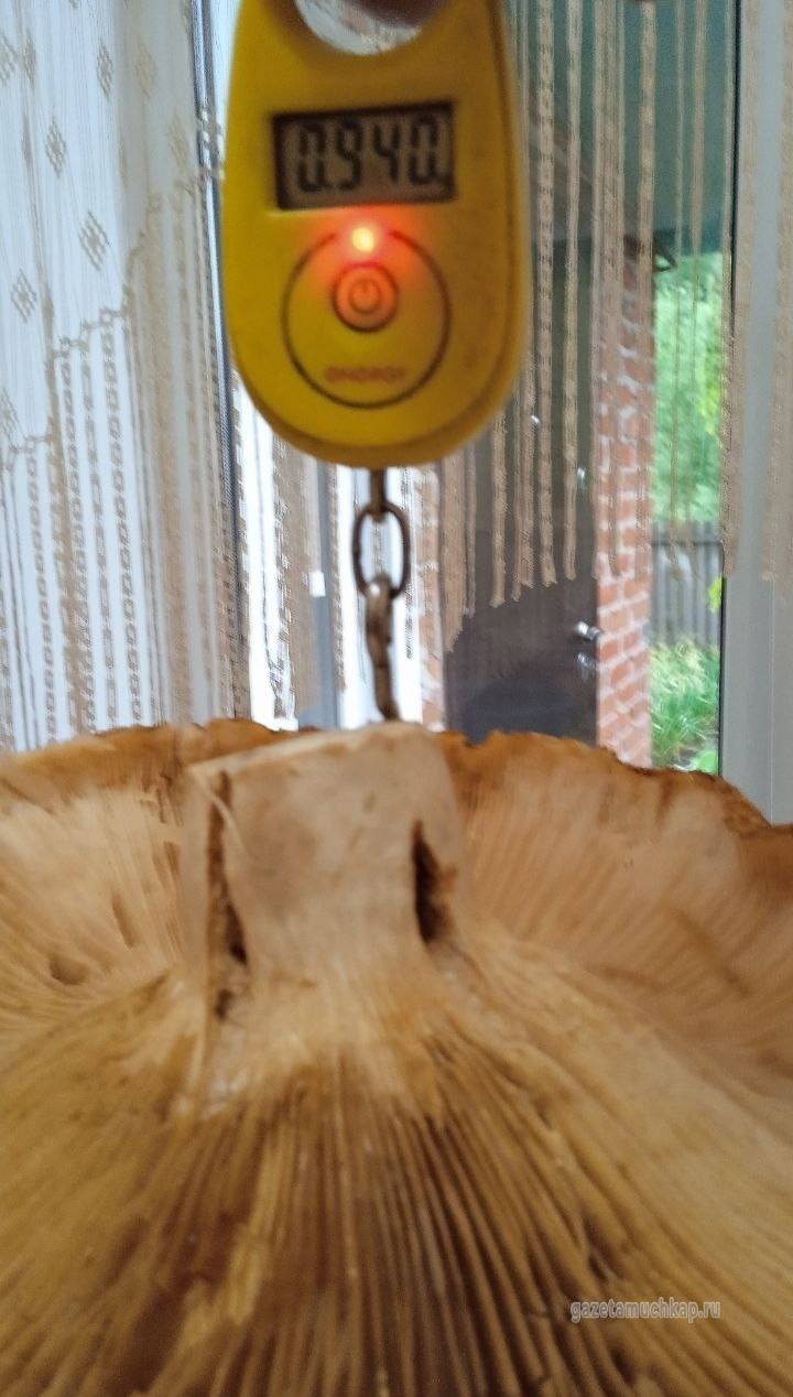 Гигантские грибы собирают мучкапцы