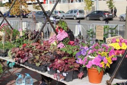 Тамбовчане готовятся к осенней ярмарке