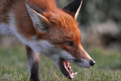 В Знаменском районе выявлен случай бешенства лисицы