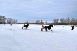 В Тамбове прошёл зимний праздник рысистого коневодства