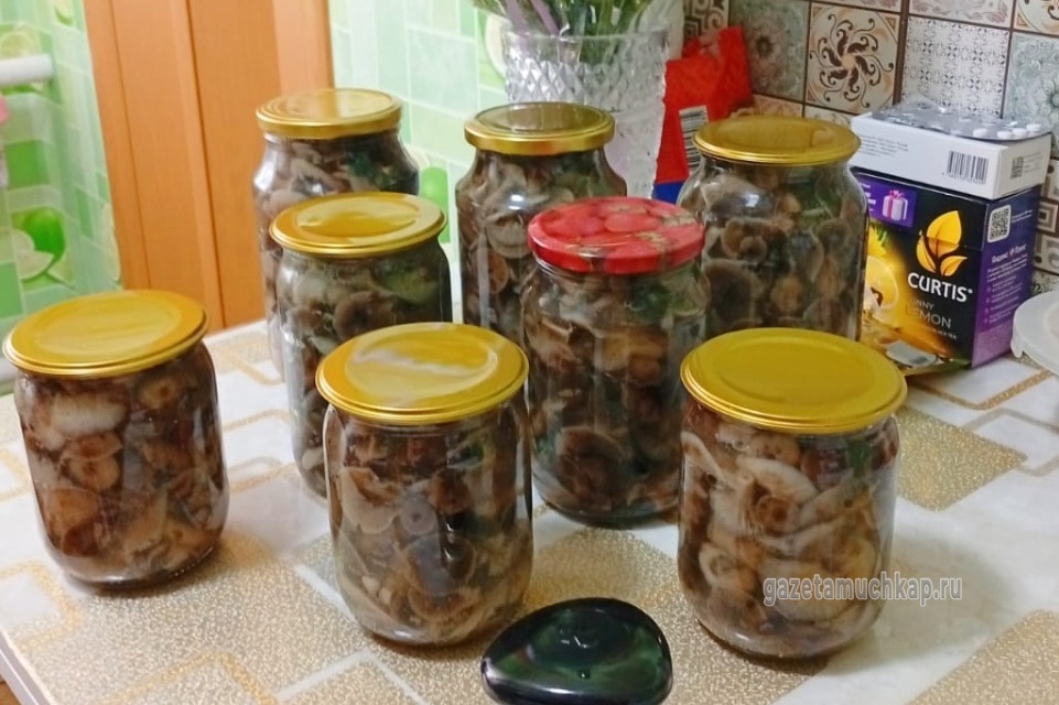 Жители Мучкапского округа собирают осенние опята даже в парках 