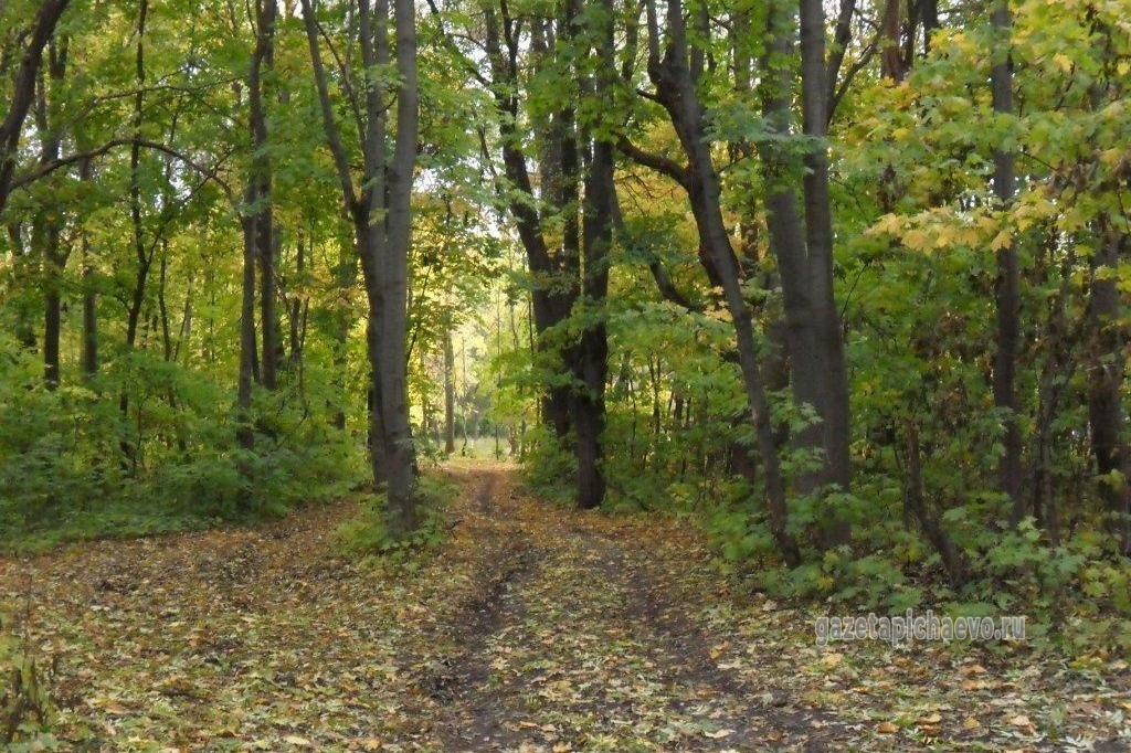 Старинный парк в селе Гагарино