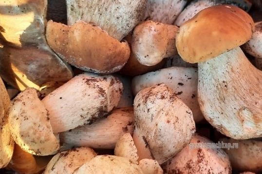 В Рождественский пост готовим по рецептам мучкапцев