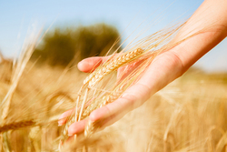 Россельхозбанк первым подписал соглашение с Министерством сельского хозяйства по программе льготного кредитования системообразующих предприятий АПК