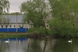 В Петровском районе на пруд рядом с музеем Рахманиновых прилетели лебеди