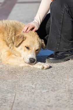 В Тамбове проходит акция в помощь бездомным собакам и кошкам