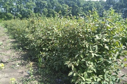 В Мичуринском ГАУ выводят новые сорта жимолости