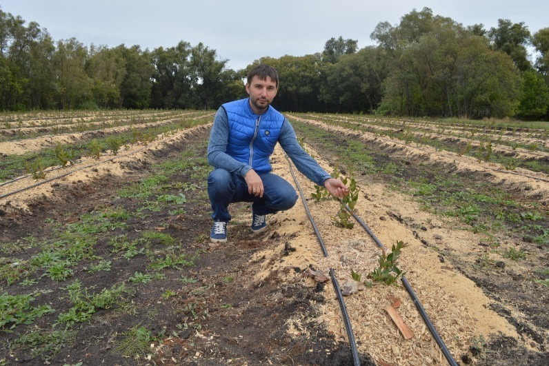 Алексей Жиронкин уже собрал первый урожай голубики, а теперь планирует  заняться и выращиванием малины 