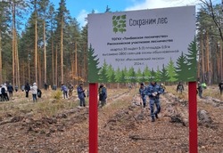 В Тамбовской области высадили 3 тысячи сосен в рамках акции «Сохраним лес» 
