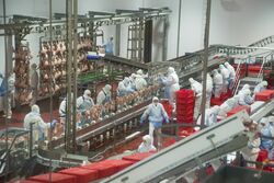 «Тамбовская индейка» планирует в этом году увеличить производство мяса птицы на 45%