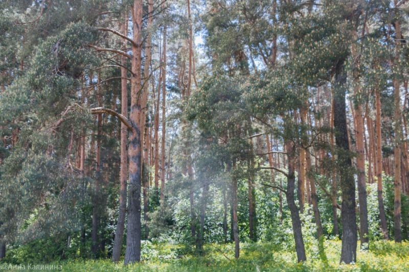 Купить Дачу В Горельском Лесхозе Тамбовской Области