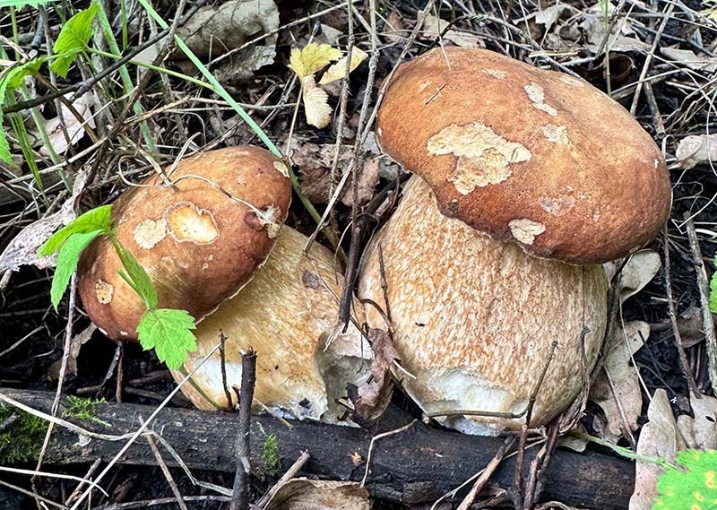 На «тихую охоту» вышли первомайцы