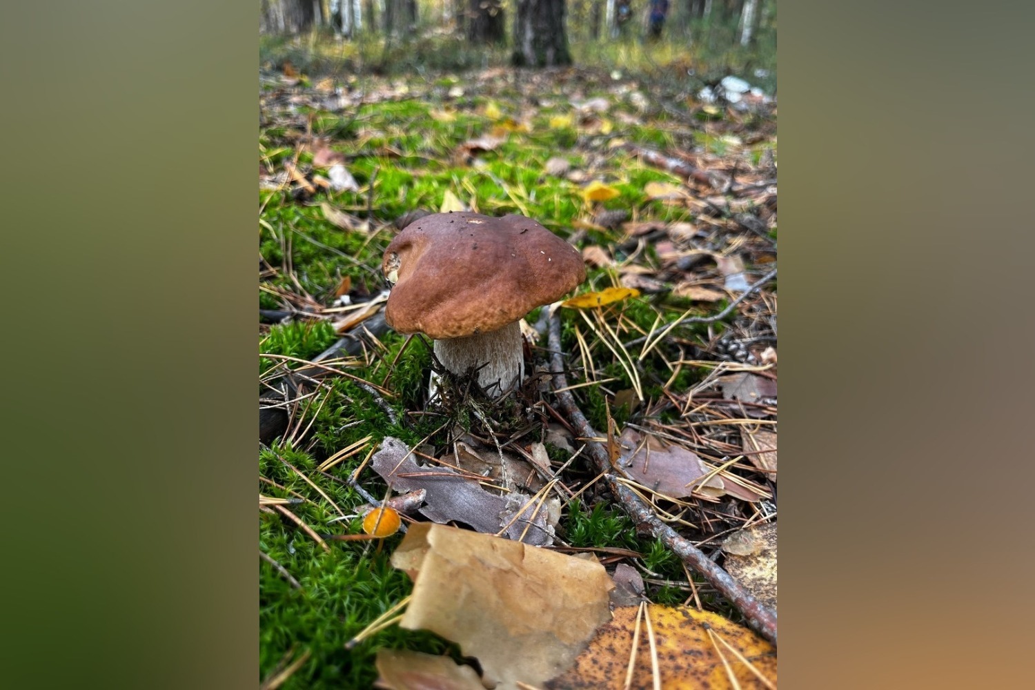 Необычные грибы Кировской области