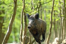 В Тамбовской области будет сокращена численность кабанов для предотвращения распространения АЧС