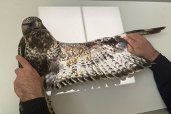 На Тамбовщине реабилитируют мохноногого канюка, получившего травмы при перелете из тундры