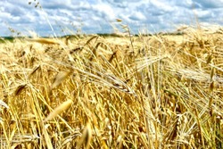 Свыше 500 тысяч тонн зерна намолотили в Тамбовской области
