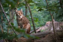 В Тамбовской области отмечено 6 особей рыси